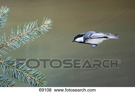 Close-up of Great Tit (Parus major) bird in flight View Large Photo Image Stock Photo - Close-up of Great Tit (Parus major) bird in flight . Fotosearch
