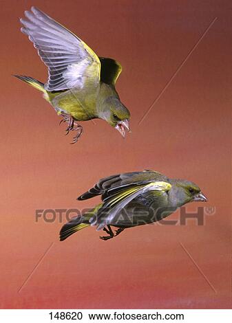 Stock Image - Close-up of Greenfinch (Carduelis chloris) attacking another bird in flight . Fotosearch