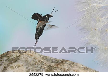 Stock Photo - Close-up of Ground beetle (Amara aenea) hovering over flower . Fotosearch