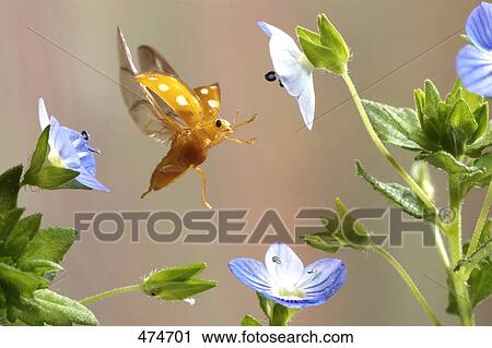 Stock Image - Close-up of Halytia sedecimguttata hovering over flower . Fotosearch