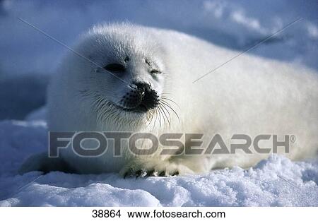 Picture - Close-up of Harp Seal (pagophilus groenlandicus) on pack ice, Iles de la Madeleine, Quebec, Canada . Fotosearch