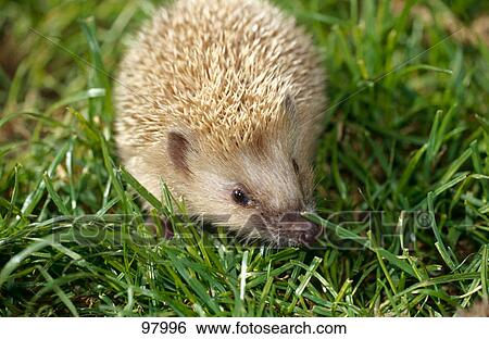 Stock Photograph - Close-up of hedgehog on meadow . Fotosearch