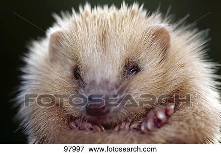 Close-up of hedgehog's face View Large Photo Image Stock Photo - Close-up of hedgehog's face . Fotosearch