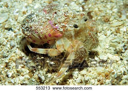 Stock Image - Close-up of Hermit crab (Pagurus prideaux) underwater, Croatia . Fotosearch