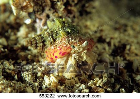 Close-up of Hermit crab (Pagurus prideaux) underwater, Croatia View Large Photo Image Stock Image - Close-up of Hermit crab (Pagurus prideaux) underwater, Croatia . Fotosearch