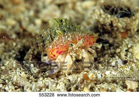 Stock Photo - Close-up of Hermit crab (Pagurus prideaux) underwater, Croatia . Fotosearch