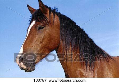 Close-up of horse View Large Photo Image Stock Photo - Close-up of horse . Fotosearch
