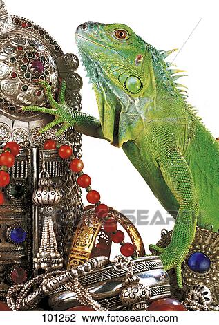 Close-up of iguana on jewellery View Large Photo Image Stock Image - Close-up of iguana on jewellery . Fotosearch