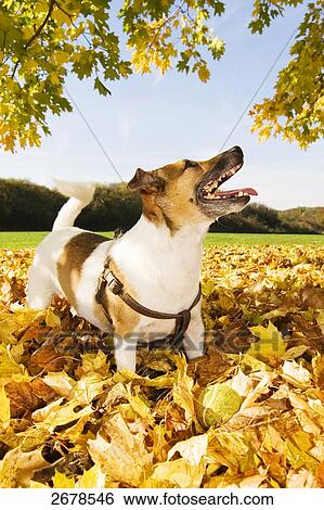 Stock Photograph - Close-up of Jack Russel Terrier in field . Fotosearch