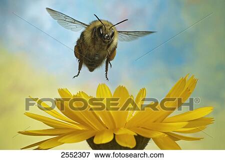 Close-up of Knapweed Carder-bee (Bombus sylvarum) flying over flower View Large Photo Image Stock Photo - Close-up of Knapweed Carder-bee (Bombus sylvarum) flying over flower . Fotosearch