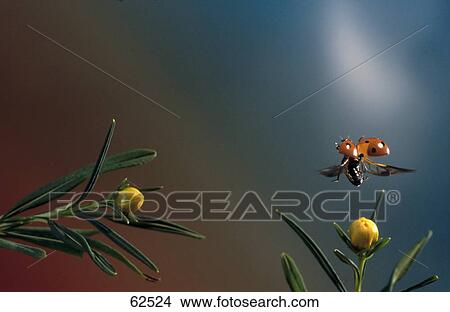 Close-up of ladybug hovering over flower View Large Photo Image Picture - Close-up of ladybug hovering over flower . Fotosearch