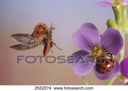Close-up of ladybug on flower View Large Photo Image Picture - Close-up of ladybug on flower . Fotosearch