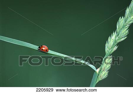 Stock Photo - Close-up of ladybug on leaf . Fotosearch