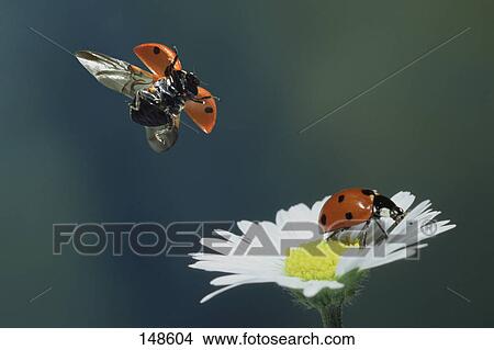 Picture - Close-up of ladybugs pollinating daisy flower . Fotosearch