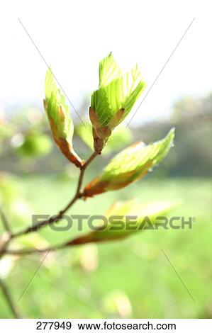 Stock Photo - Close-up of leaves . Fotosearch