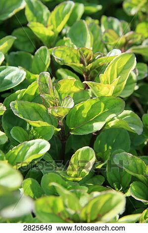 Stock Photo - Close-up of leaves . Fotosearch