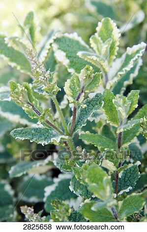 Stock Photo - Close-up of leaves . Fotosearch