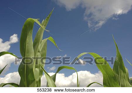 Close-up of leaves View Large Photo Image Stock Photo - Close-up of leaves . Fotosearch
