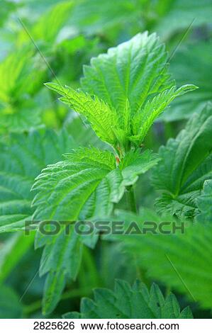 Close-up of leaves View Large Photo Image Stock Photograph - Close-up of leaves . Fotosearch