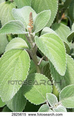 Close-up of leaves View Large Photo Image Stock Photography - Close-up of leaves . Fotosearch