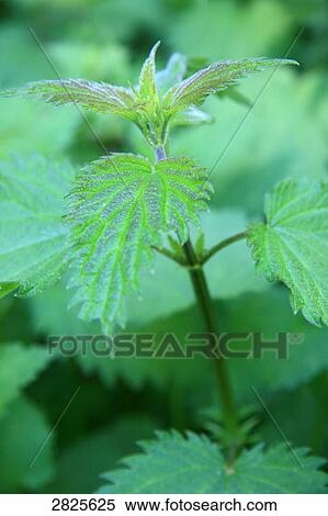 Close-up of leaves View Large Photo Image Stock Photography - Close-up of leaves . Fotosearch