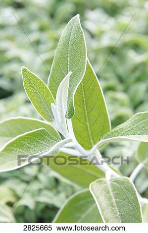 Close-up of leaves View Large Photo Image Stock Photography - Close-up of leaves . Fotosearch