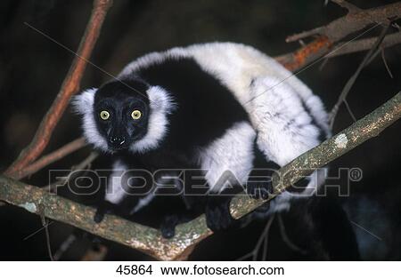 Picture - Close-up of Lemur (Lemur variegatus) on tree, Madagascar . Fotosearch