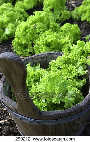 Close-up of lettuce leaves growing in flower pots View Large Photo Image Stock Image - Close-up of lettuce leaves growing in flower pots . Fotosearch