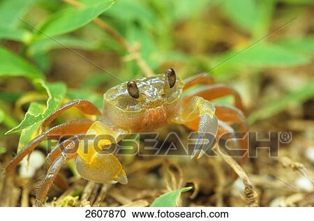 Stock Image - Close-up of Littoral crab (Carcinus maenas), Lesser Sunda Islands, Bali, Indonesia . Fotosearch