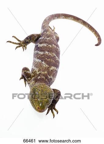 Close-up of lizard on white background, New Guinea, Australia View Large Photo Image Stock Image - Close-up of lizard on white background, New Guinea, Australia . Fotosearch