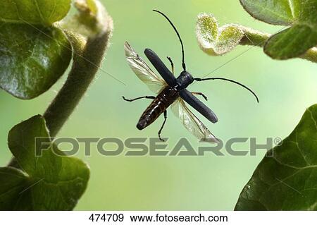 Stock Photo - Close-up of longhorn beetle flying near flower . Fotosearch