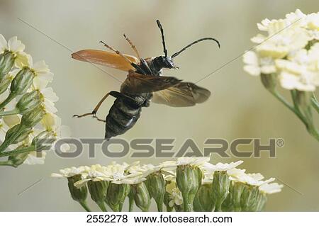 Stock Photo - Close-up of Longhorn Beetle (Leptura rubra) flying over flower . Fotosearch