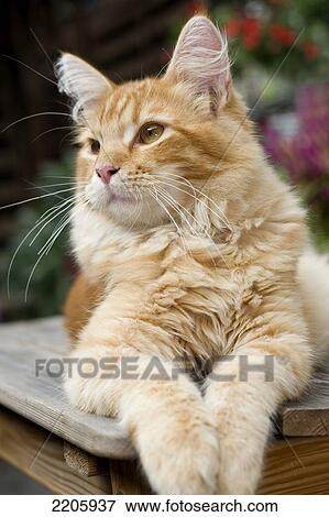 Stock Photo - Close-up of Maine Coon resting on table . Fotosearch