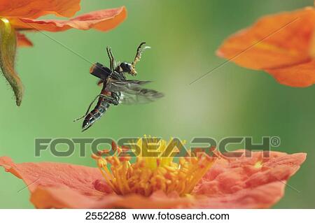 Close-up of Malachite beetle (Malachius bipustulatus) flying over flower View Large Photo Image Stock Photo - Close-up of Malachite beetle (Malachius bipustulatus) flying over flower . Fotosearch