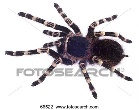 Stock Image - Close-up of Mexican Red-kneed Tarantula (Brachypelma smithi) on white background . Fotosearch