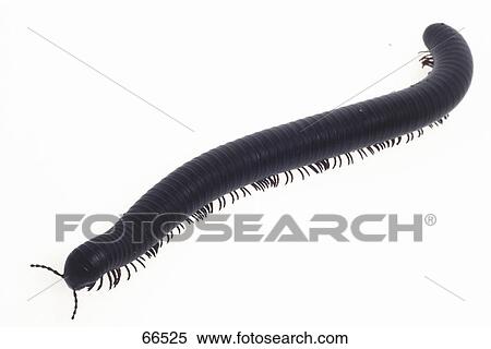 Close-up of millepede on white background View Large Photo Image Stock Photography - Close-up of millepede on white background . Fotosearch