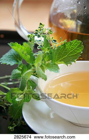 Close-up of mint leaves with herbal teacup on saucer View Large Photo Image Picture - Close-up of mint leaves with herbal teacup on saucer . Fotosearch