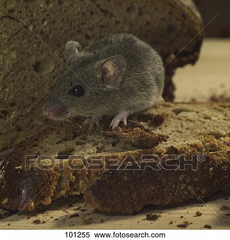 Stock Photography - Close-up of mouse eating bread . Fotosearch