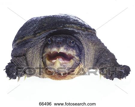 Close-up of Narrow-bridged Musk Turtle (Claudius angustatus) on white background View Large Photo Image Stock Photograph - Close-up of Narrow-bridged Musk Turtle (Claudius angustatus) on white background . Fotosearch