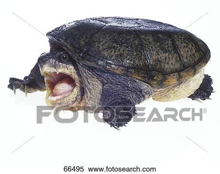 Close-up of Narrow-bridged Musk Turtle (Claudius angustatus) with open mouth on white background View Large Photo Image Stock Photography - Close-up of Narrow-bridged Musk Turtle (Claudius angustatus) with open mouth on white background . Fotosearch