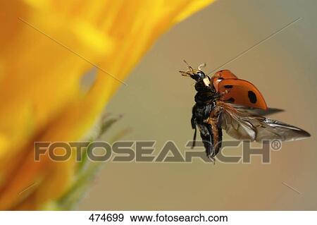 Close-up of Nine-Spotted Lady beetle (Coccinella quinquepunctata) flying near flower View Large Photo Image Stock Photo - Close-up of Nine-Spotted Lady beetle (Coccinella quinquepunctata) flying near flower . Fotosearch