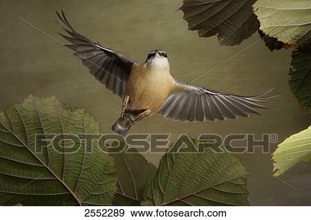 Stock Photo - Close-up of Nuthatch bird in flight . Fotosearch