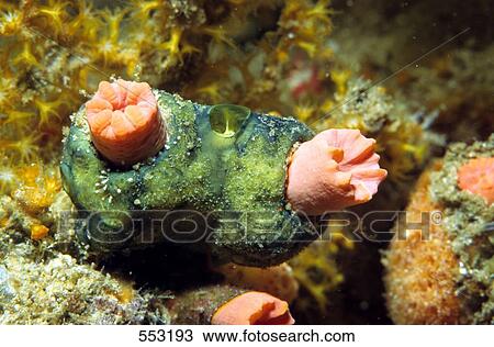 Stock Image - Close-up of Orange Cup Coral (Tubastrea Coccinea) underwater, Egypt . Fotosearch