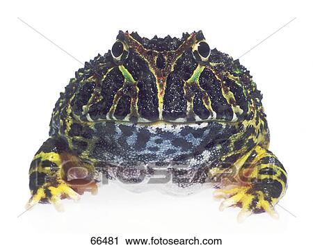 Close-up of Pacman Frog (Ceratophrys) on white background View Large Photo Image Stock Image - Close-up of Pacman Frog (Ceratophrys) on white background . Fotosearch