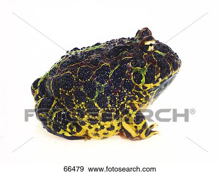 Close-up of Pacman Frog (Ceratophrys) on white background View Large Photo Image Stock Photo - Close-up of Pacman Frog (Ceratophrys) on white background . Fotosearch