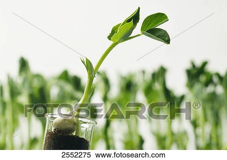 Stock Photography - Close-up of pea seedling in test tube . Fotosearch