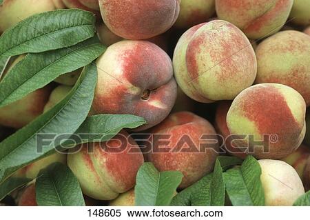 Stock Photography - Close-up of peaches and leaves . Fotosearch