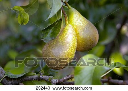 Stock Image - Close-up of pears and leaves . Fotosearch