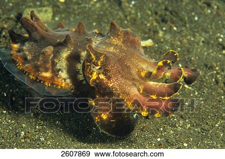 Stock Photo - Close-up of Pharaoh Cuttlefish (Sepia pharaonis) underwater, Pacific Ocean . Fotosearch