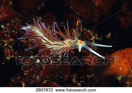 Stock Image - Close-up of Phyllidia flava (Phyllidia flava) underwater . Fotosearch